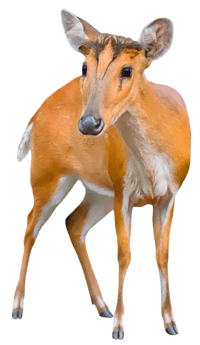 Red Muntjac