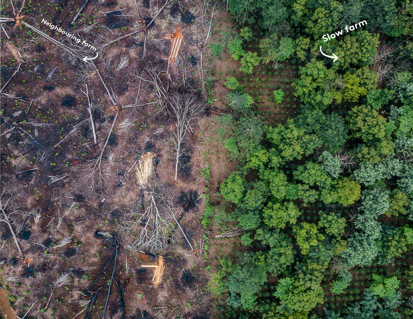 Slow Forest — aerial view of reforestation