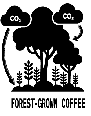 Forest Grown Coffee