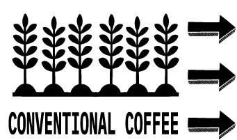 Conventional Coffee Farming